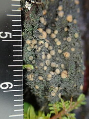 Protopannaria pezizoides