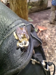 Xylocopa tabaniformis azteca