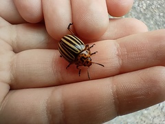 Leptinotarsa decemlineata