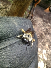 Xylocopa tabaniformis azteca