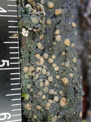 Protopannaria pezizoides