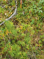 Polytrichum strictum