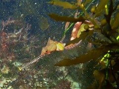 Phyllopteryx taeniolatus