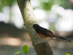 Copsychus malabaricus