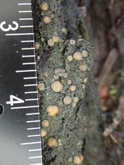 Protopannaria pezizoides