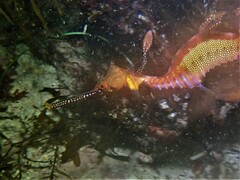 Phyllopteryx taeniolatus