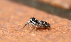 Salticus scenicus