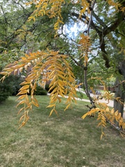 Gleditsia triacanthos