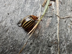 Leptinotarsa decemlineata