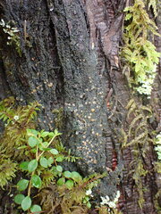 Protopannaria pezizoides