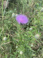 Cirsium discolor