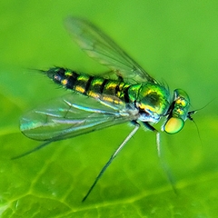 Condylostylus caudatus