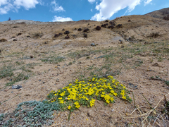 Potentilla acaulis