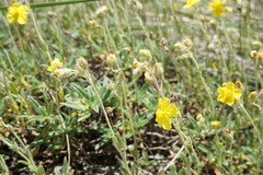 Helianthemum oelandicum orientale