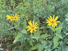 Heliopsis helianthoides
