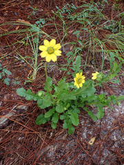 Berlandiera subacaulis