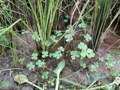Marsilea crenata