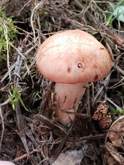 Hygrophorus