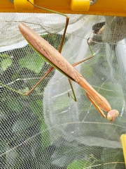 Tenodera sinensis