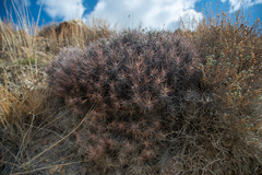 Oxytropis tragacanthoides