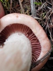 Hygrophorus