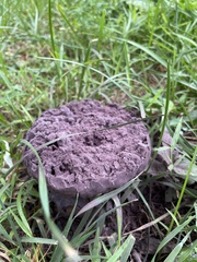 Calvatia cyathiformis