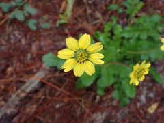 Berlandiera subacaulis