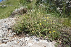Helianthemum oelandicum orientale