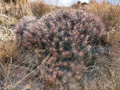 Oxytropis tragacanthoides