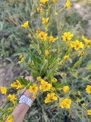 Engelmannia peristenia