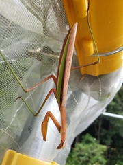 Tenodera sinensis