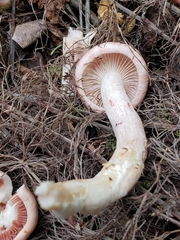 Hygrophorus