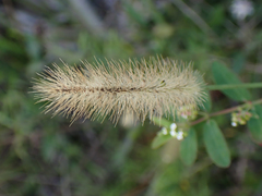 Setaria parviflora