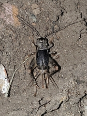 Gryllidae