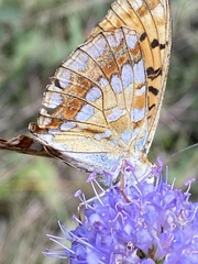 Argynnis adippe