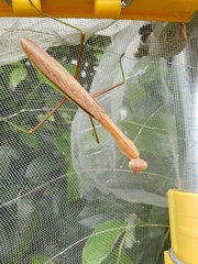 Tenodera sinensis
