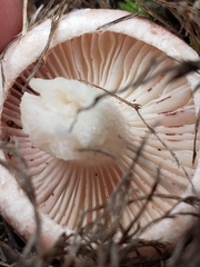 Hygrophorus