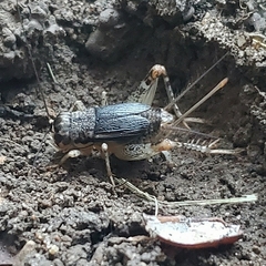 Gryllidae