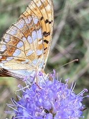 Argynnis adippe