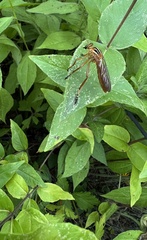 Diogmites