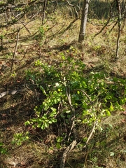 Celastrus orbiculatus