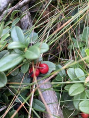 Vaccinium vitis-idaea