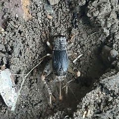 Gryllidae