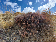 Oxytropis tragacanthoides