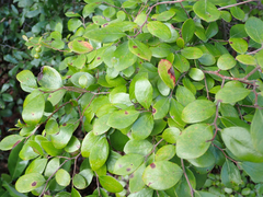 Vaccinium arboreum