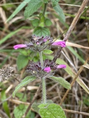 Clinopodium vulgare