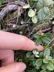 Vaccinium vitis-idaea