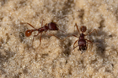 Pogonomyrmex badius