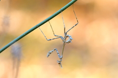 Empusa pennata
