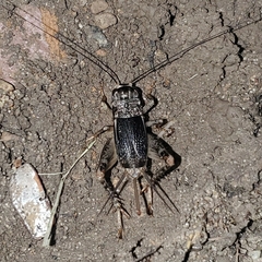 Gryllidae
